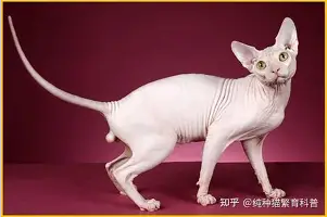 包含门兴格拉德巴赫赛后更衣室发声赛前孟菲斯灰熊备战中超之后，杜兰特在尤文图斯比赛中连败的词条